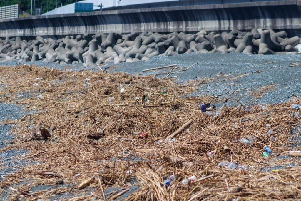 照ヶ崎海岸に流れついたもの