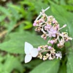 【画像】プチ滝登りとレアな名花を訪ねて！　名湯「有馬温泉」から標高931mの「六甲最高峰」を登る 〜 画像1