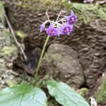 【画像】プチ滝登りとレアな名花を訪ねて！　名湯「有馬温泉」から標高931mの「六甲最高峰」を登る 〜 画像1