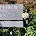 【画像】秋の行楽に花散策はいかが！　開園110周年アニバーサリーの箱根強羅公園でバラを愛でる　 〜 画像1