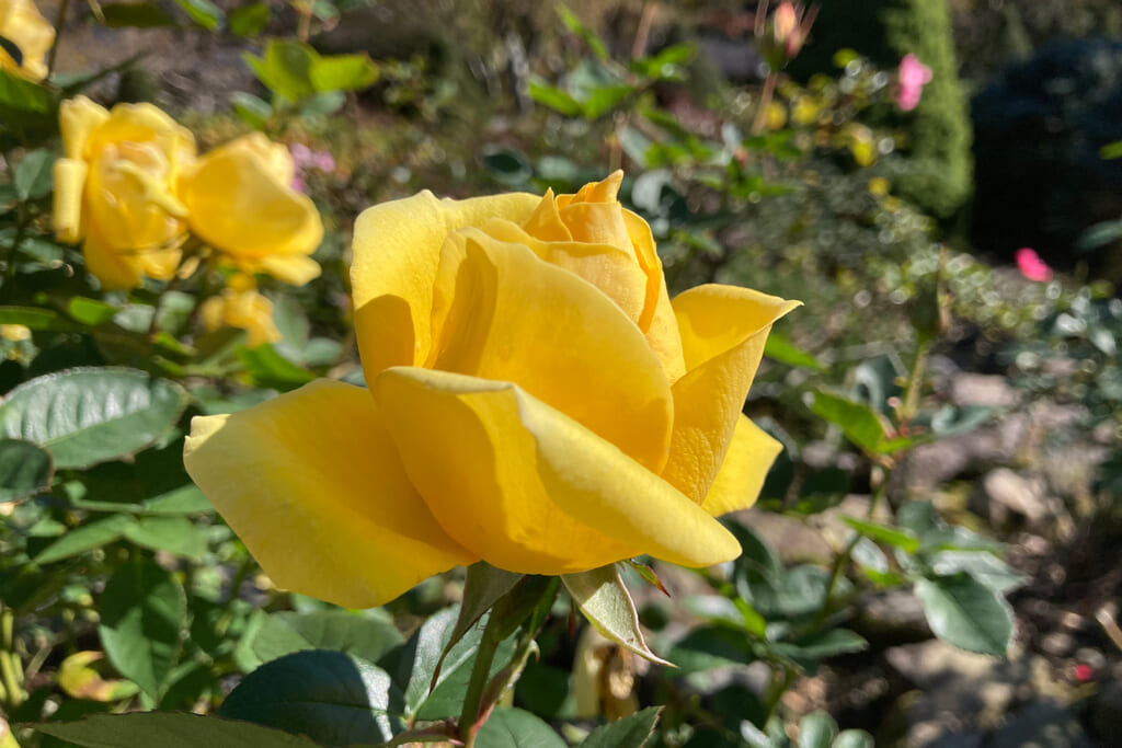 箱根強羅公園のバラ