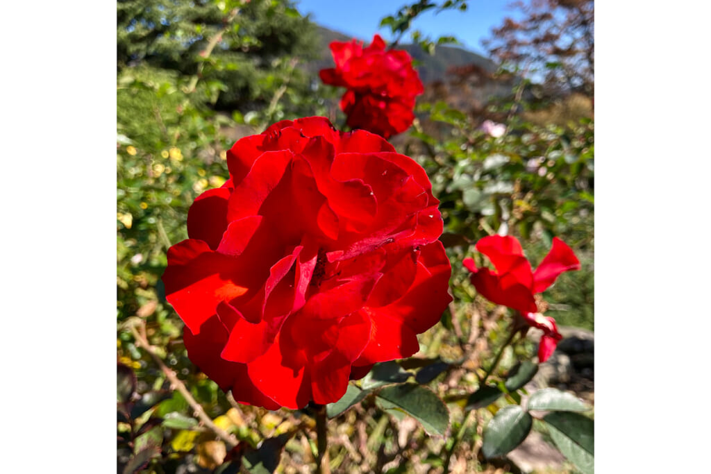 箱根強羅公園のバラ