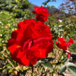 【画像】秋の行楽に花散策はいかが！　開園110周年アニバーサリーの箱根強羅公園でバラを愛でる　 〜 画像1