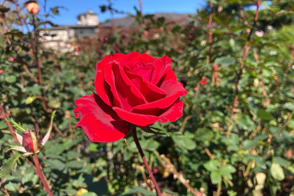 箱根強羅公園のバラ