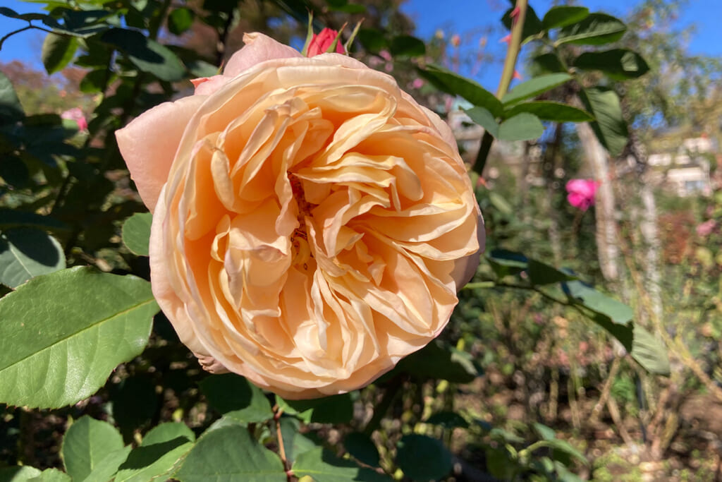 箱根強羅公園のバラ