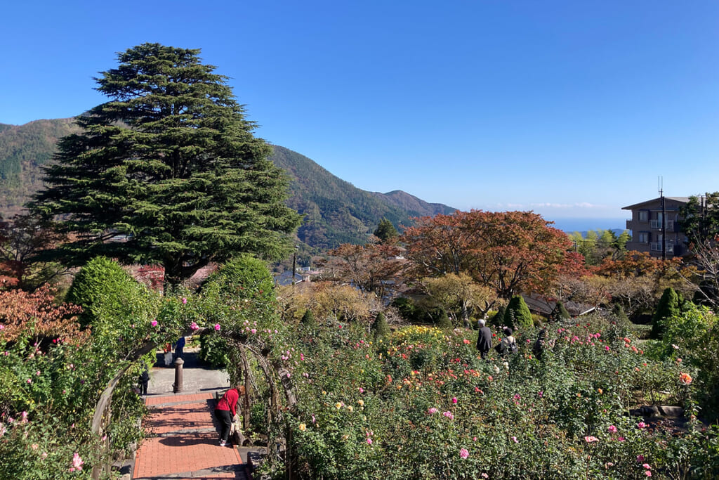 箱根強羅公園のヒマラヤ杉