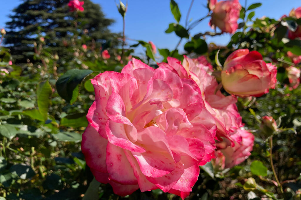 箱根強羅公園のバラ