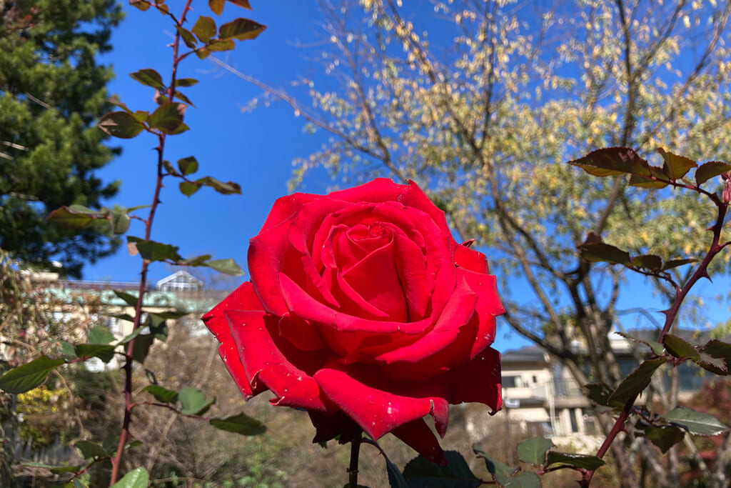 箱根強羅公園のバラ