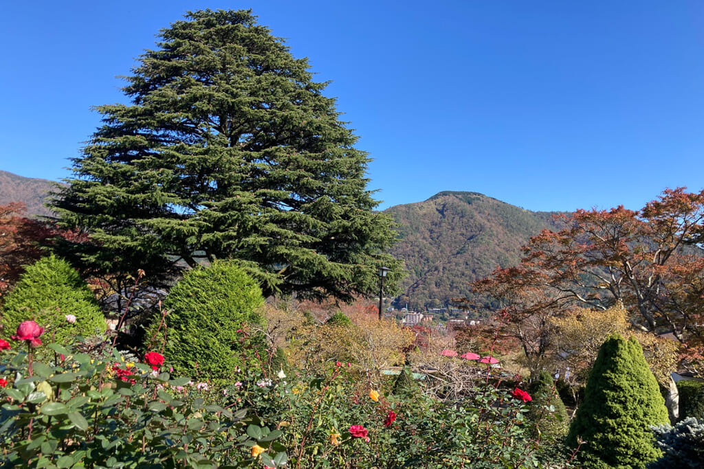 箱根強羅公園のヒマラヤ杉