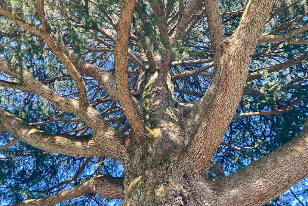 箱根強羅公園のヒマラヤ杉