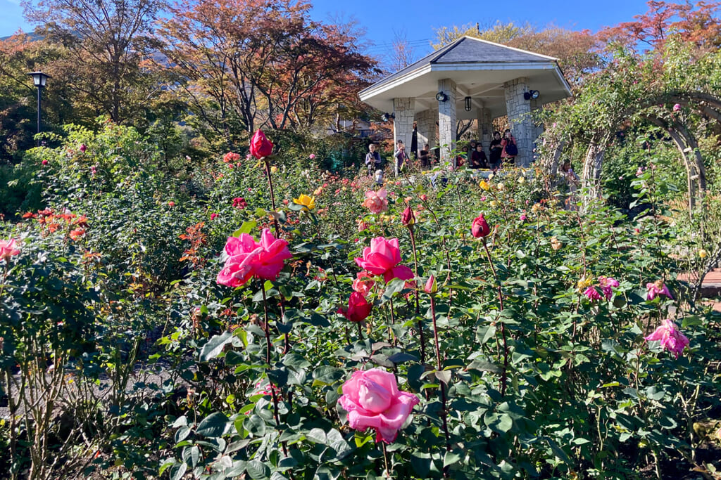 箱根強羅公園のローズガーデン