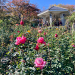 箱根強羅公園のローズガーデン