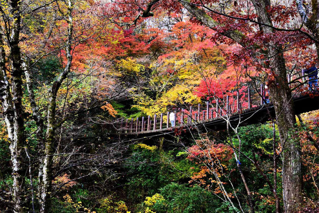 汐見滝吊り橋の下からの紅葉ショット