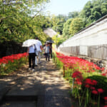 参道の両脇を埋め尽くす彼岸花