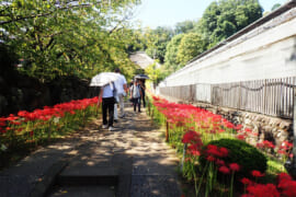 参道の両脇を埋め尽くす彼岸花