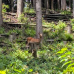 【画像】都心から好アクセスのロケーションで自然を満喫！　「はんのう里山焚き火フェス」開催 〜 画像1