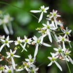 【画像】散歩の途中で山野草探し！　晩秋の里山で鑑賞できる素朴だけどどこか可憐な花々を愛でる 〜 画像1