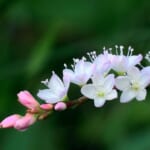 【画像】散歩の途中で山野草探し！　晩秋の里山で鑑賞できる素朴だけどどこか可憐な花々を愛でる 〜 画像1