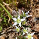 【画像】散歩の途中で山野草探し！　晩秋の里山で鑑賞できる素朴だけどどこか可憐な花々を愛でる 〜 画像1