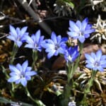 【画像】散歩の途中で山野草探し！　晩秋の里山で鑑賞できる素朴だけどどこか可憐な花々を愛でる 〜 画像1