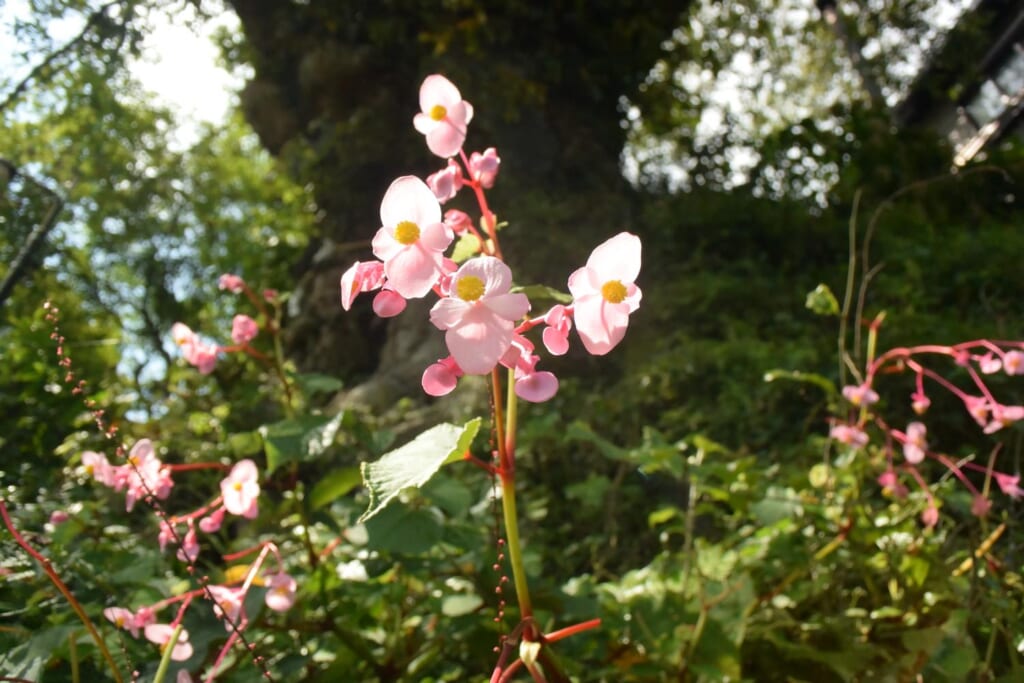 御岳神社参道の花