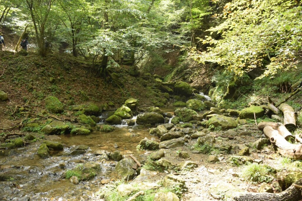 ロックガーデンへの道のり（沢が登場）