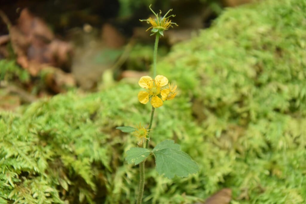 ロックガーデンへの道のりで見つけたお花