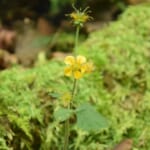 【画像】苔むす奇岩がゴロゴロの幻想的な空間！　親子で東京「御岳山」ロックガーデントレッキングルポ 〜 画像1