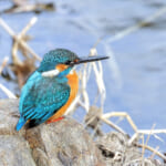 水場のカワセミ