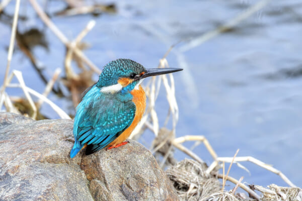 水場のカワセミ