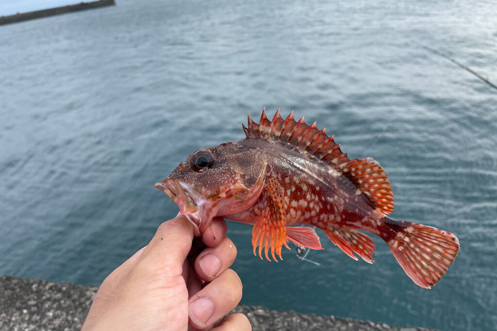 釣り上げたカサゴ