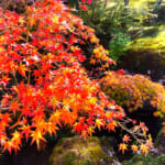 鮮やかな箱根美術館庭園の紅葉