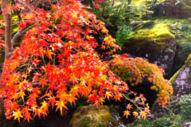 鮮やかな箱根美術館庭園の紅葉