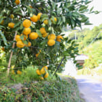 みかん畑越しの旧熊野街道