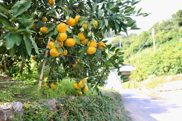 みかん畑越しの旧熊野街道