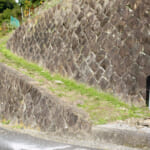 【画像】歴史はなんと約2000年！　柑橘の神様を祀る「橘本神社～御所の芝」みかん発祥の地を巡るハイキング 〜 画像1