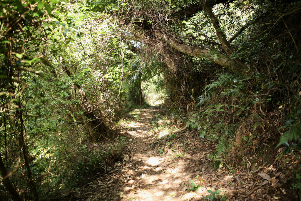 熊野古道の山道