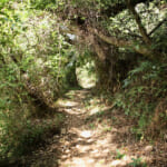 【画像】ここにしかない海と農の絶景！　みかん畑に囲まれた熊野古道を歩く「橘本神社～御所の芝」ハイキング 〜 画像1