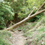 【画像】ここにしかない海と農の絶景！　みかん畑に囲まれた熊野古道を歩く「橘本神社～御所の芝」ハイキング 〜 画像1