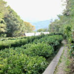 【画像】ここにしかない海と農の絶景！　みかん畑に囲まれた熊野古道を歩く「橘本神社～御所の芝」ハイキング 〜 画像1