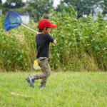 【画像】夏休みの自由研究にも！　アウトドアにおすすめの親子で楽しめる昆虫採集の楽しみ方とは 〜 画像1