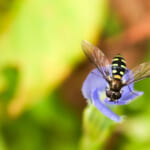 【画像】ポイズンリムーバーが効果的！　アブやブユ、毛虫の虫刺されで知っておきたいアフターケアとは 〜 画像1