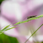 【画像】ポイズンリムーバーが効果的！　アブやブユ、毛虫の虫刺されで知っておきたいアフターケアとは 〜 画像1