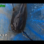 【画像】タモ網で巨大魚捕獲大作戦！　タモ網で捕るのは巨大魚!?　メンバー総出で捕獲成功なるか 〜 画像1