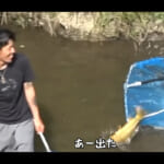 【画像】タモ網で巨大魚捕獲大作戦！　タモ網で捕るのは巨大魚!?　メンバー総出で捕獲成功なるか 〜 画像1