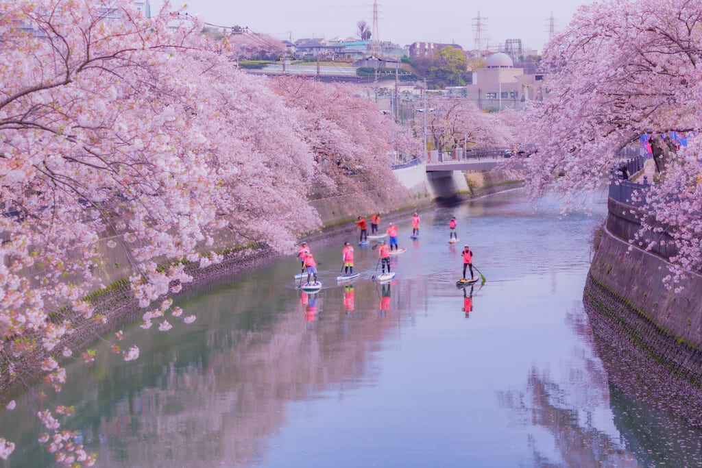 枝垂れ桜満開のリバーSUP