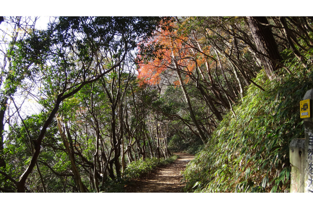 魚屋道