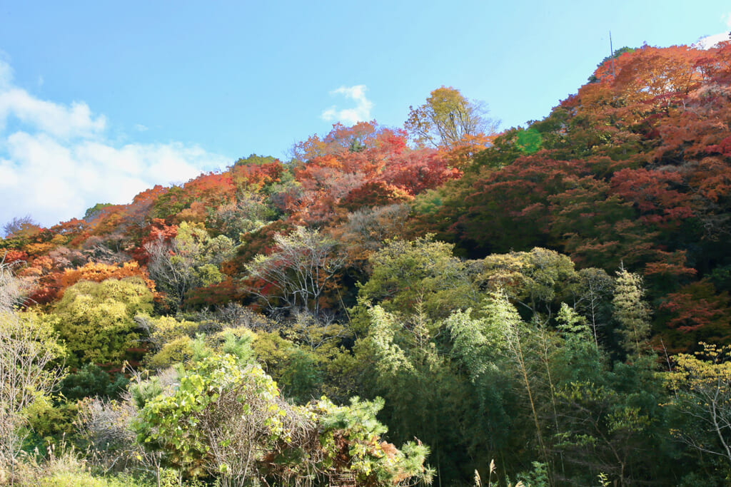 紅葉する山