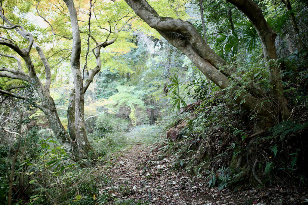 木々に囲まれた山道