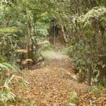 【画像】八十八カ所巡礼の途上で国宝の眺望も！　紅葉彩る根來寺参拝と「五百仏山」遊歩道ハイキングコースを歩く 〜 画像1